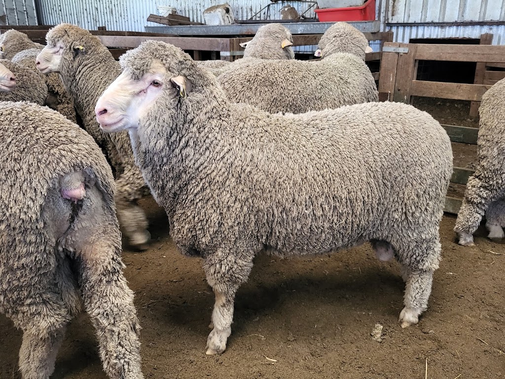 Goldalea Poll Merino Stud | 279 H Hays Rd, Karabeal VIC 3294, Australia | Phone: 0488 943 314