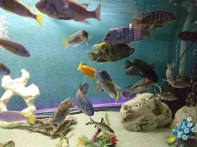 Belles Aquarium | pet store | 7 Florence St, Herberton QLD 4887, Australia | 0428962019 OR +61 428 962 019