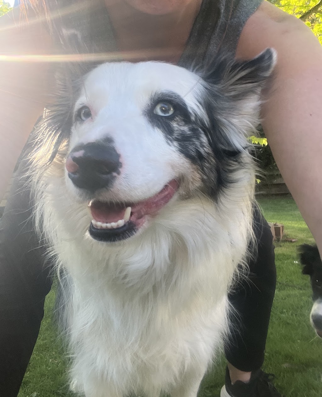Perfect Paws Behaviour Solutions | Seville Community Hall, 590/602, B380, Warburton Hwy, Seville VIC 3139, Australia | Phone: 0479 151 920