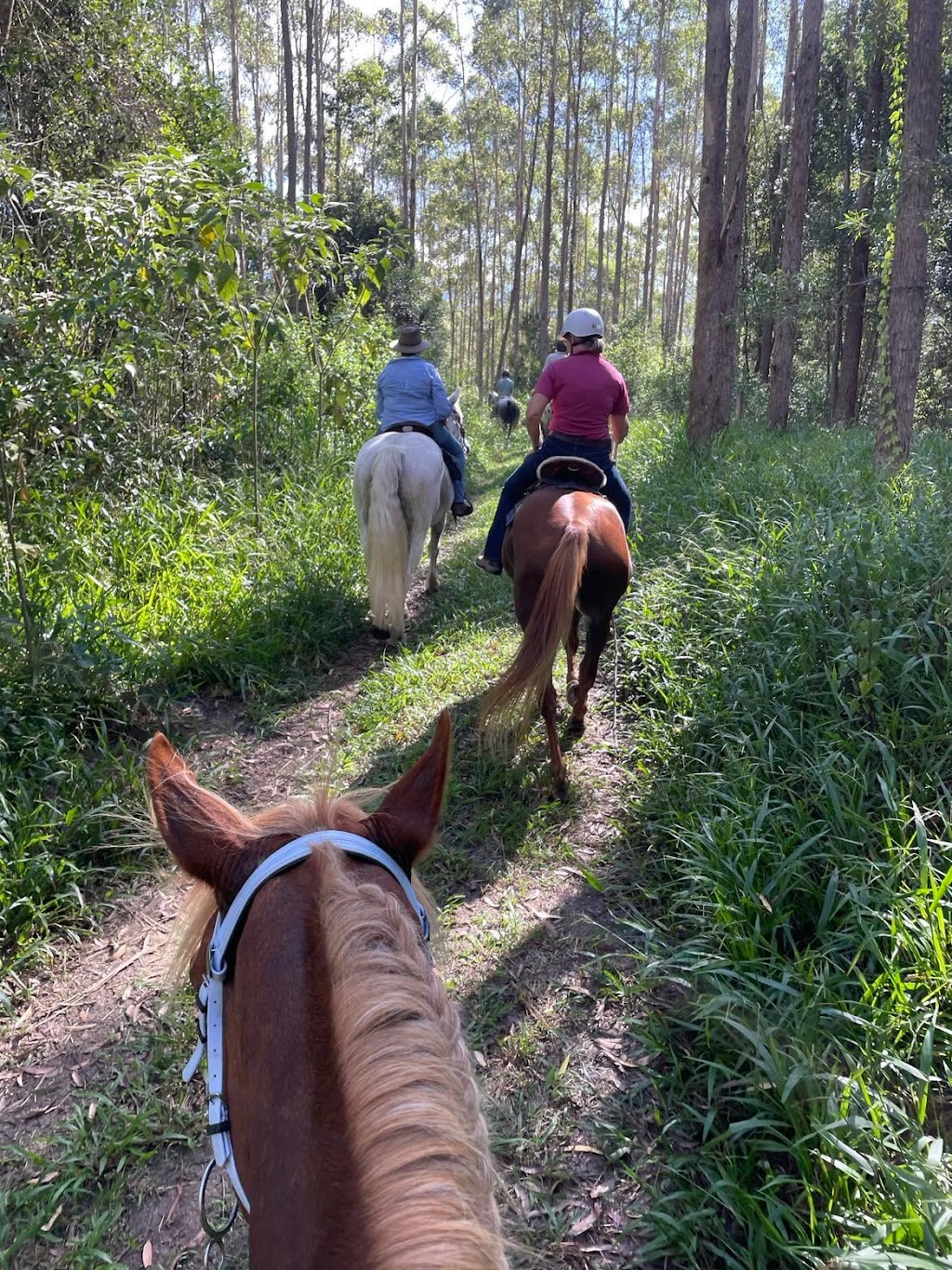 Richmond River Trail Horse Riders Club | Summerland Way, Kyogle NSW 2474, Australia | Phone: 0431 486 354