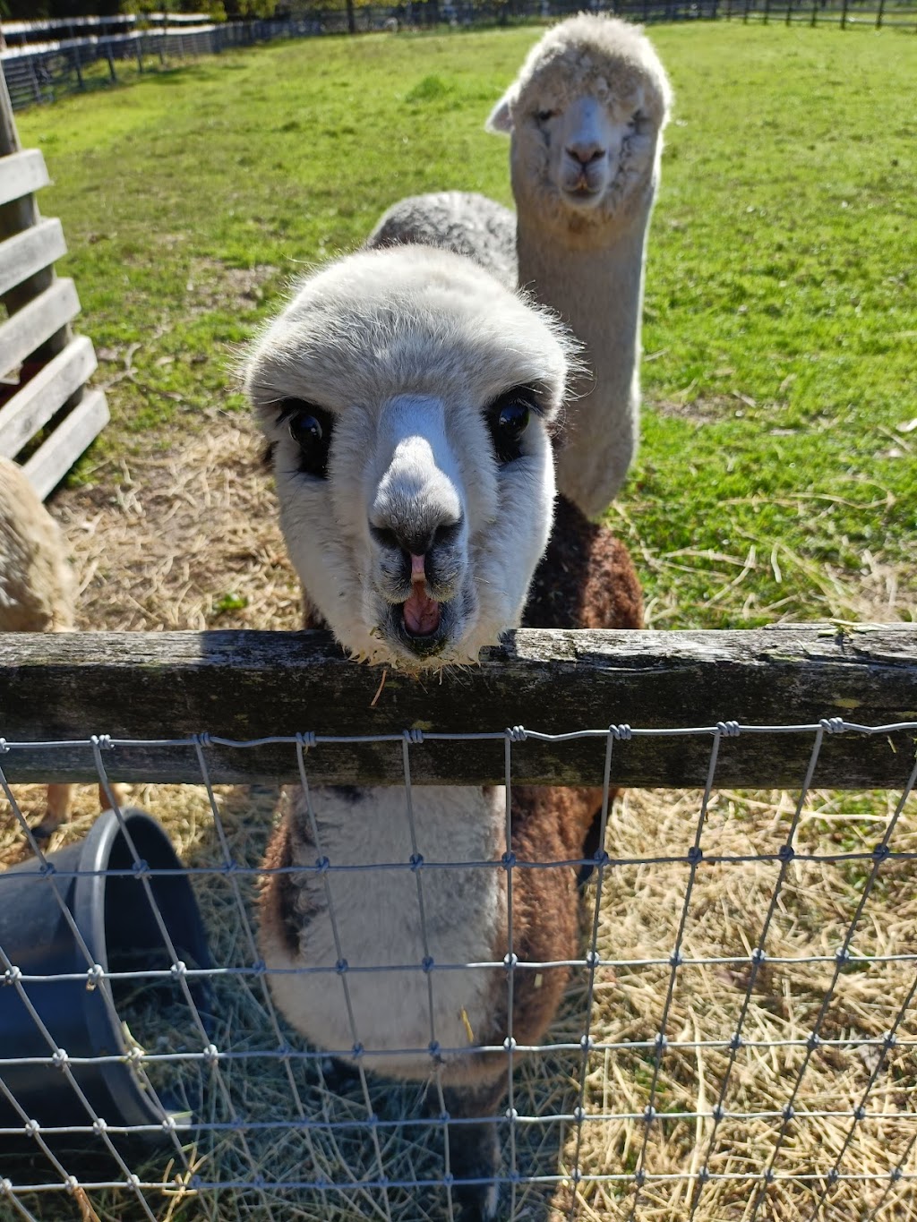 Little Sherwood Drouin Petting Zoo & Cottages | 315 Fisher Rd, Drouin West VIC 3818, Australia | Phone: 0411 498 990