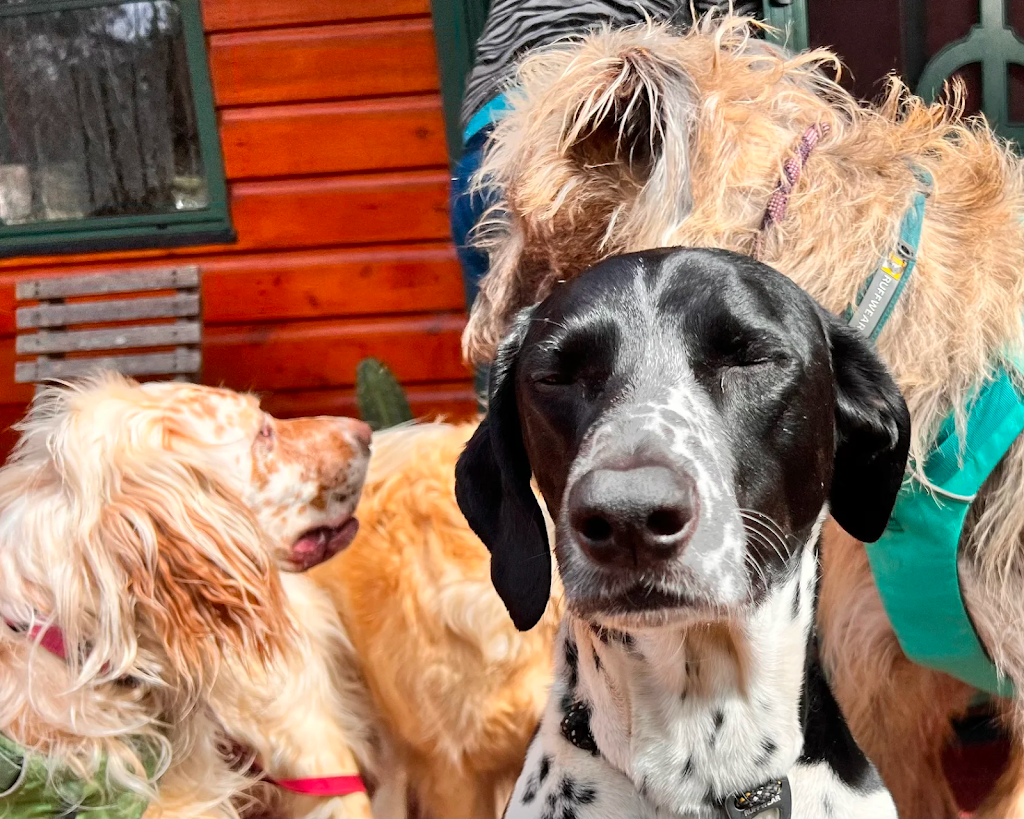 Waggle Canine Adventure Gear | 38 Second Ave, Katoomba NSW 2780, Australia | Phone: 1300 725 781