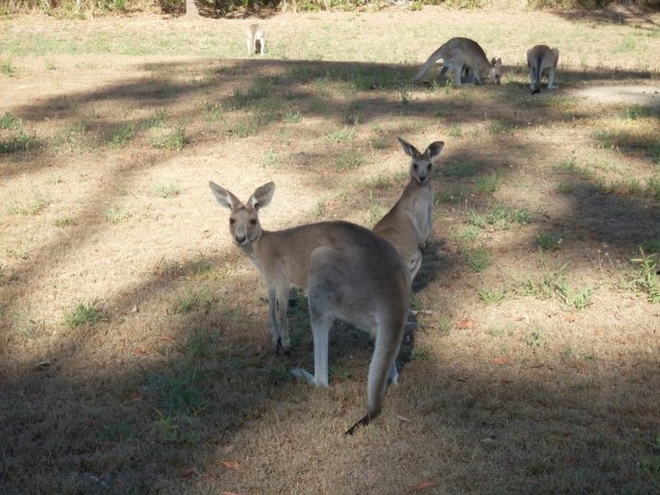 Scooter Roo Tours | 2694 Round Hill Rd, Agnes Water QLD 4677, Australia | Phone: (07) 4974 7697