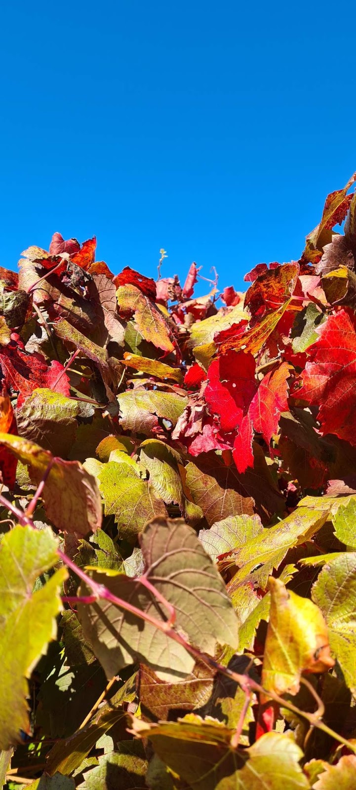 Chapples Cairn Curran Estate Winery |  | 329Seers Rd, Welshmans Reef VIC 3462, Australia | 0354751039 OR +61 3 5475 1039