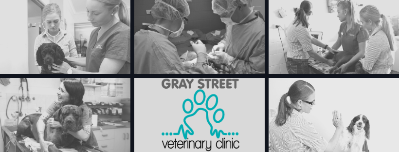 Gray Street Veterinary Clinic | veterinary care | 43 Gray St, Emerald QLD 4720, Australia | 0749824868 OR +61 7 4982 4868