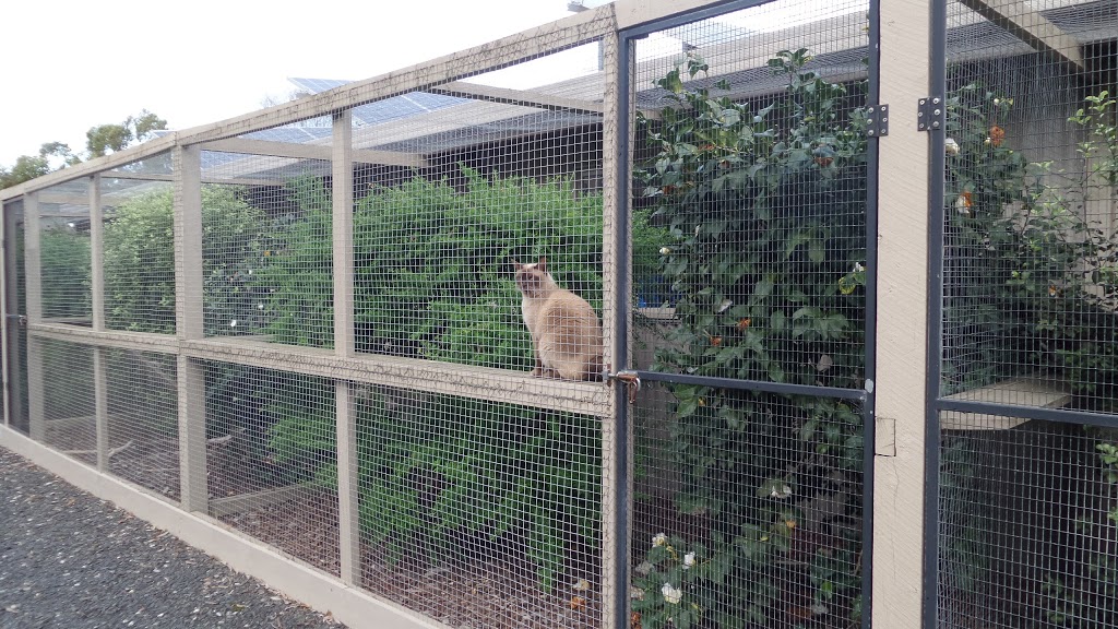 Caseys Top Catz Boarding Cattery | veterinary care | 34 Bakers Rd, Clyde VIC 3978, Australia | 0397070090 OR +61 3 9707 0090