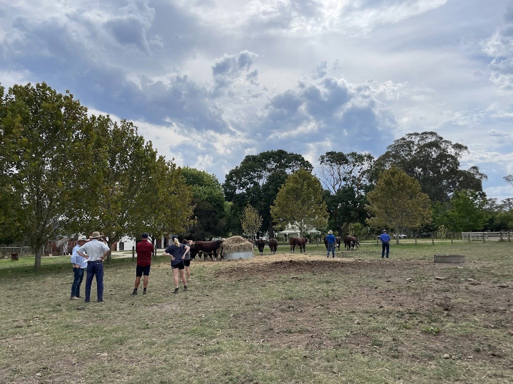 Wanrua Poll Herefords | 169 Websters Rd, Newry VIC 3859, Australia | Phone: 0408 451 392