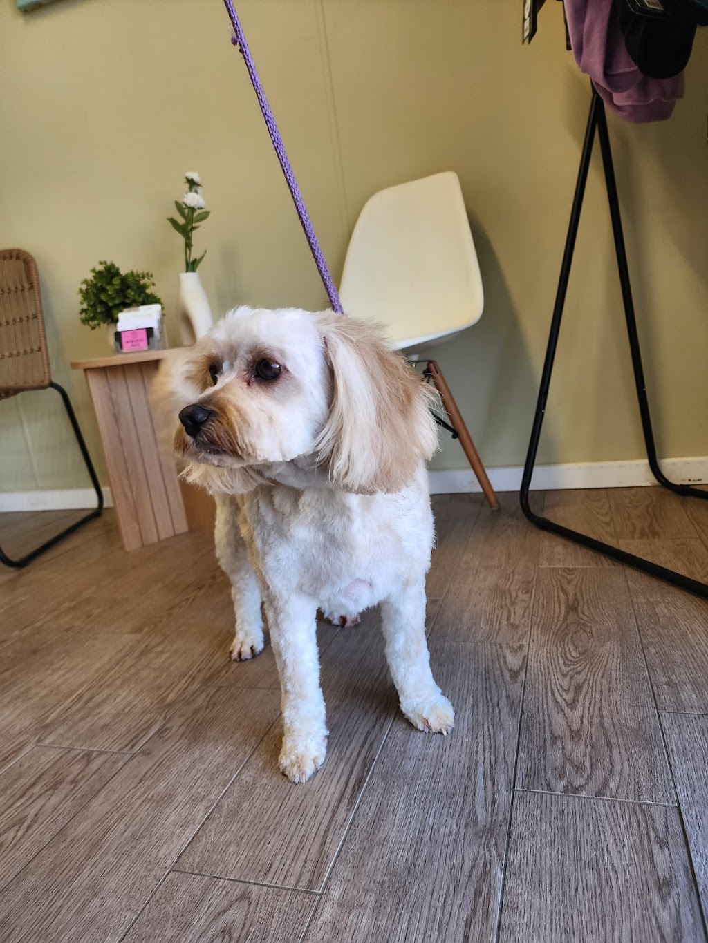 Wonderful Wagz Pet Grooming | 50 Dowell La, Barnawartha North VIC 3691, Australia | Phone: 0437 879 588