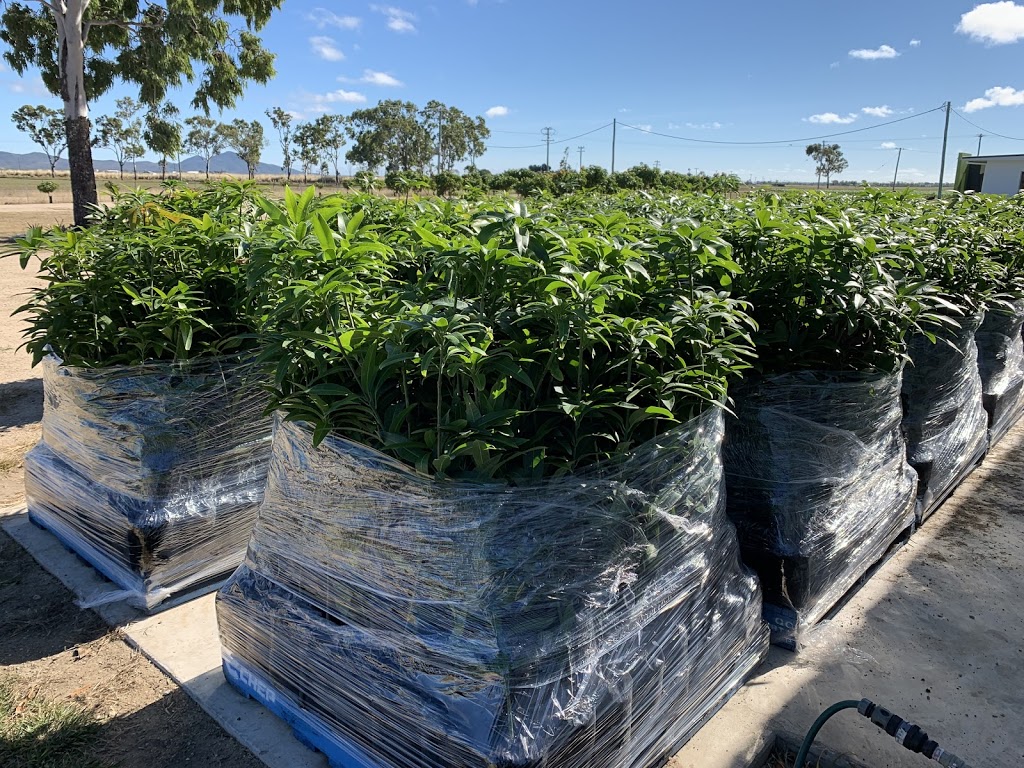 Whittos Nursery Grafted Mango Trees | 4 Andersons Ln, Bowen QLD 4805, Australia | Phone: 0400 953 313