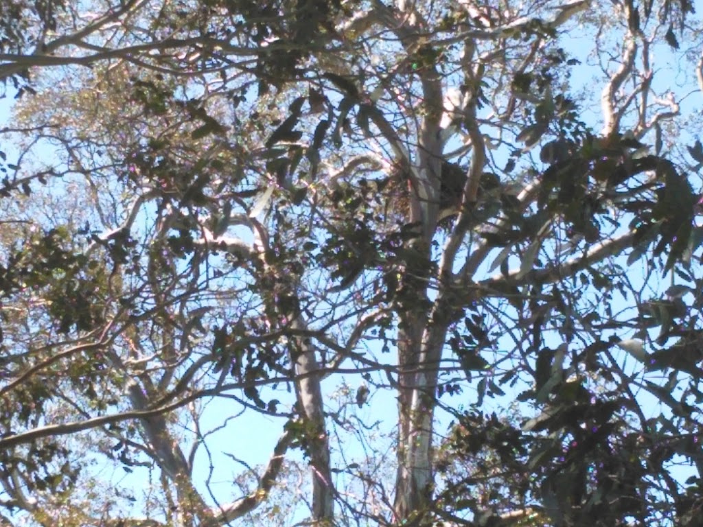 Bellbird Corner Riverside Reserve | park | Sandy Creek Rd, Maffra VIC 3860, Australia