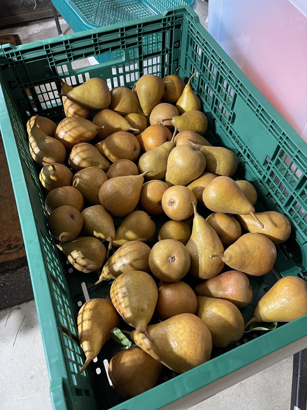 Glenlyon Blueberry Orchard | 18 Spring St, Glenlyon VIC 3461, Australia | Phone: 0484 183 686 Glenlyon Blueberry Orchard | 18 Spring St, Glenlyon VIC 3461, Australia | Phone: 0484 183 686