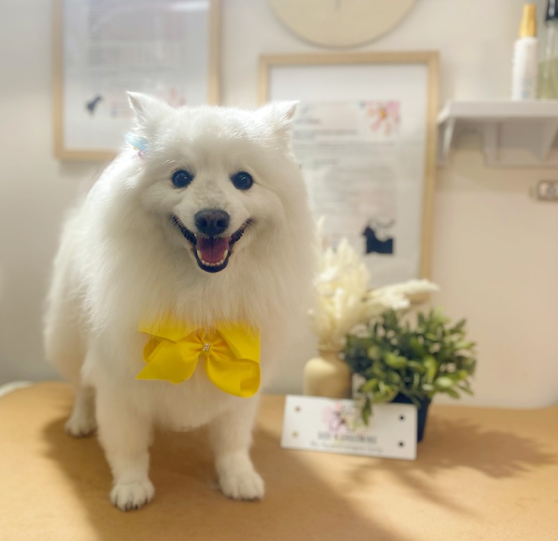 Dog N Grooming | 85 Domain Dr, Batesford VIC 3213, Australia | Phone: 0450 155 603 Dog N Grooming | 85 Domain Dr, Batesford VIC 3213, Australia | Phone: 0450 155 603