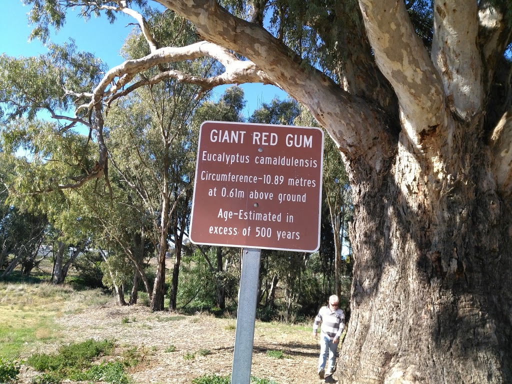 Giant Red Gum Tree | museum | Orroroo SA 5431, Australia