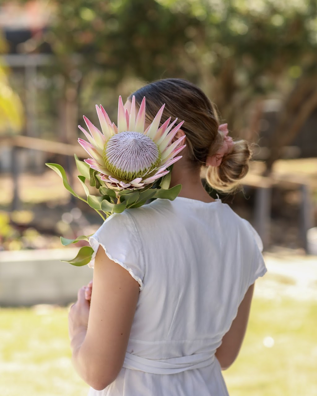 ProteaKing | 619 Brookland Rd, Allenview QLD 4285, Australia | Phone: 0409 139 807
