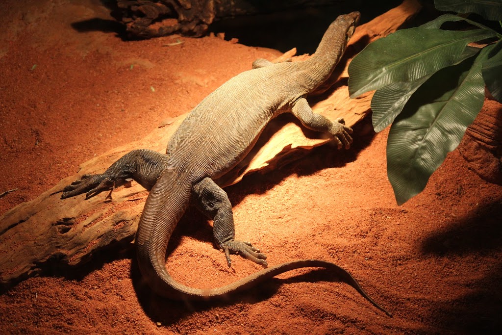 Reptile House | pet store | South Perth WA 6151, Australia