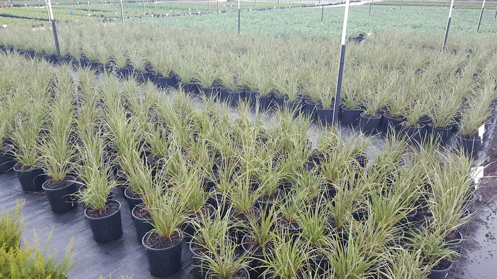 Plantrite Wholesale Native Nursery | 150 Bingham Rd, Bullsbrook WA 6084, Australia | Phone: (08) 9571 3055