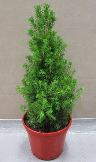Merlinos Christmas Trees | store | 260 Great N Rd, Wareemba NSW 2046, Australia | 0297132861 OR +61 2 9713 2861