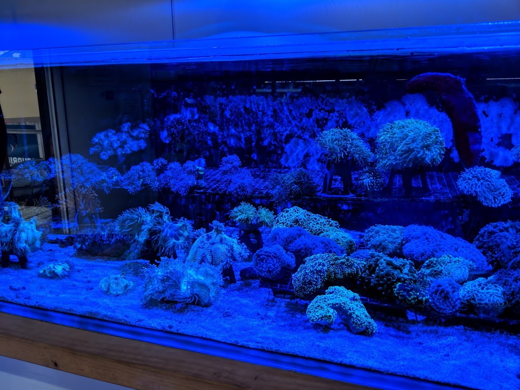 Aquariums at Asquith | Wattle St, Asquith NSW 2077, Australia | Phone: 0414 805 431