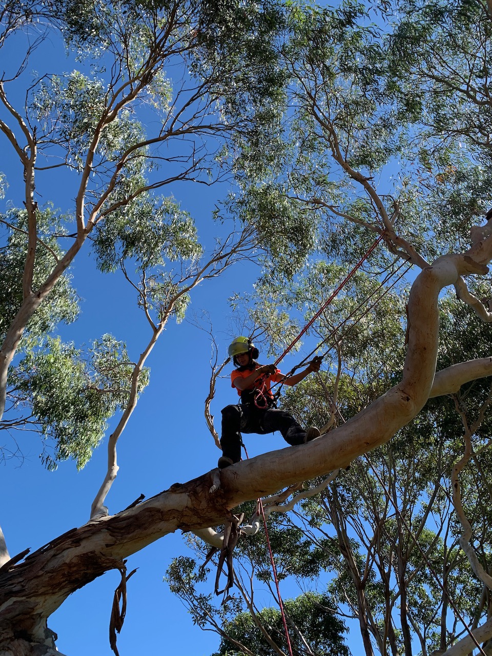 Dr Tree | Pruning | Surgery | Removal | Beach Rd, Sandringham VIC 3191, Australia | Phone: 0491 077 567