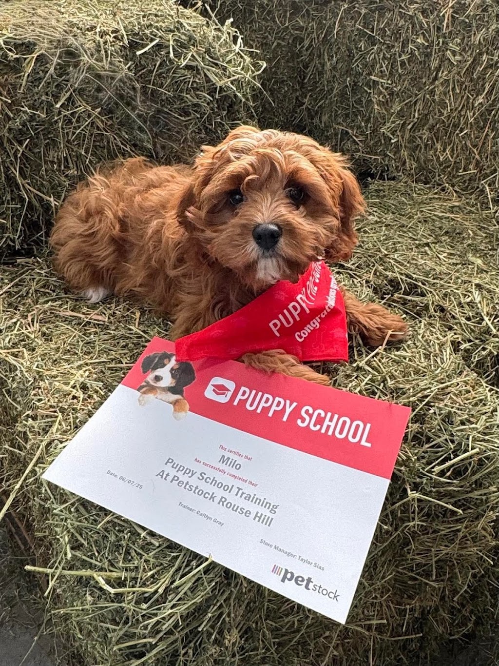 Cuddle a Cavoodle | Northern Rivers, Kyogle NSW 2474, Australia | Phone: 0450 208 420