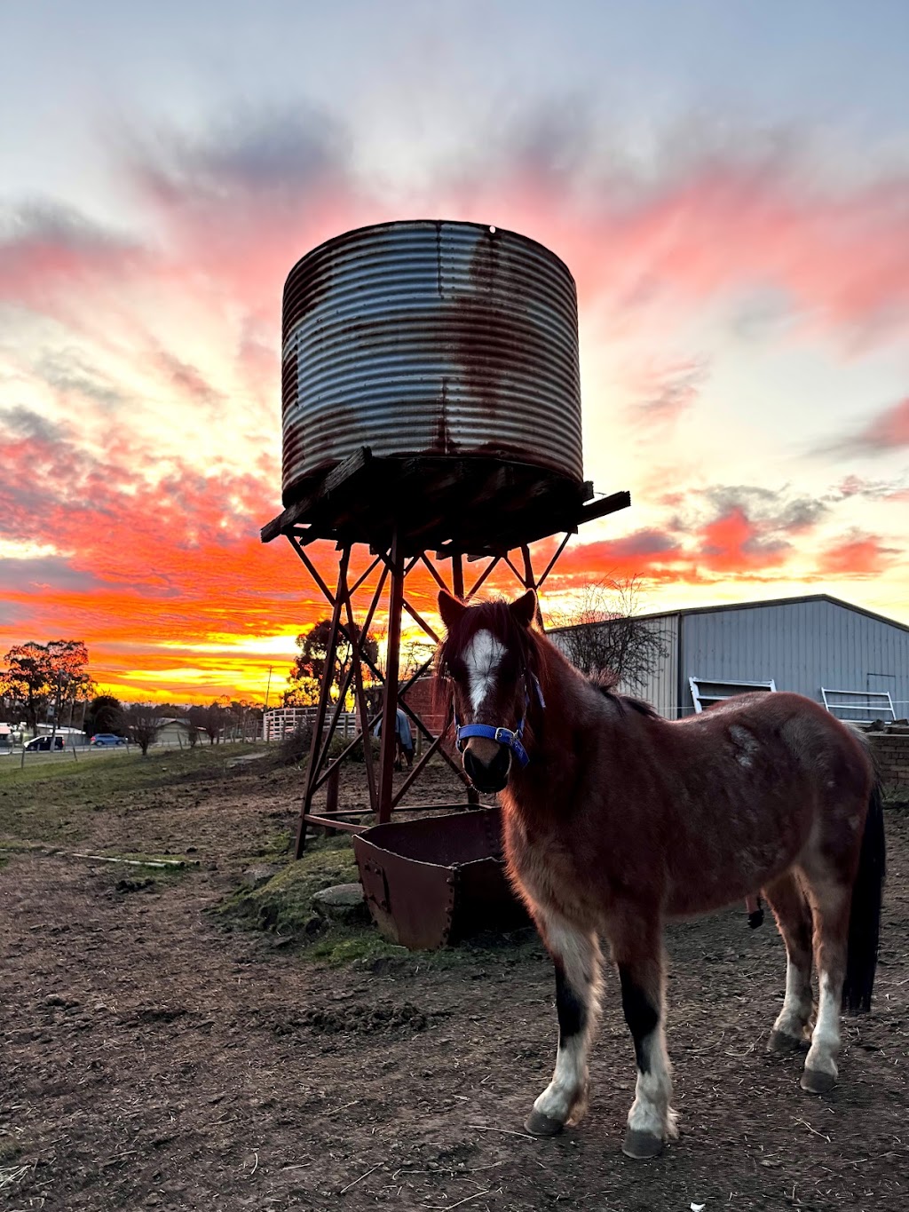 TLC Equine Assisted Therapy & Counselling | 284 Eltham-Yarra Glen Rd, Kangaroo Ground VIC 3097, Australia | Phone: 0421 918 983