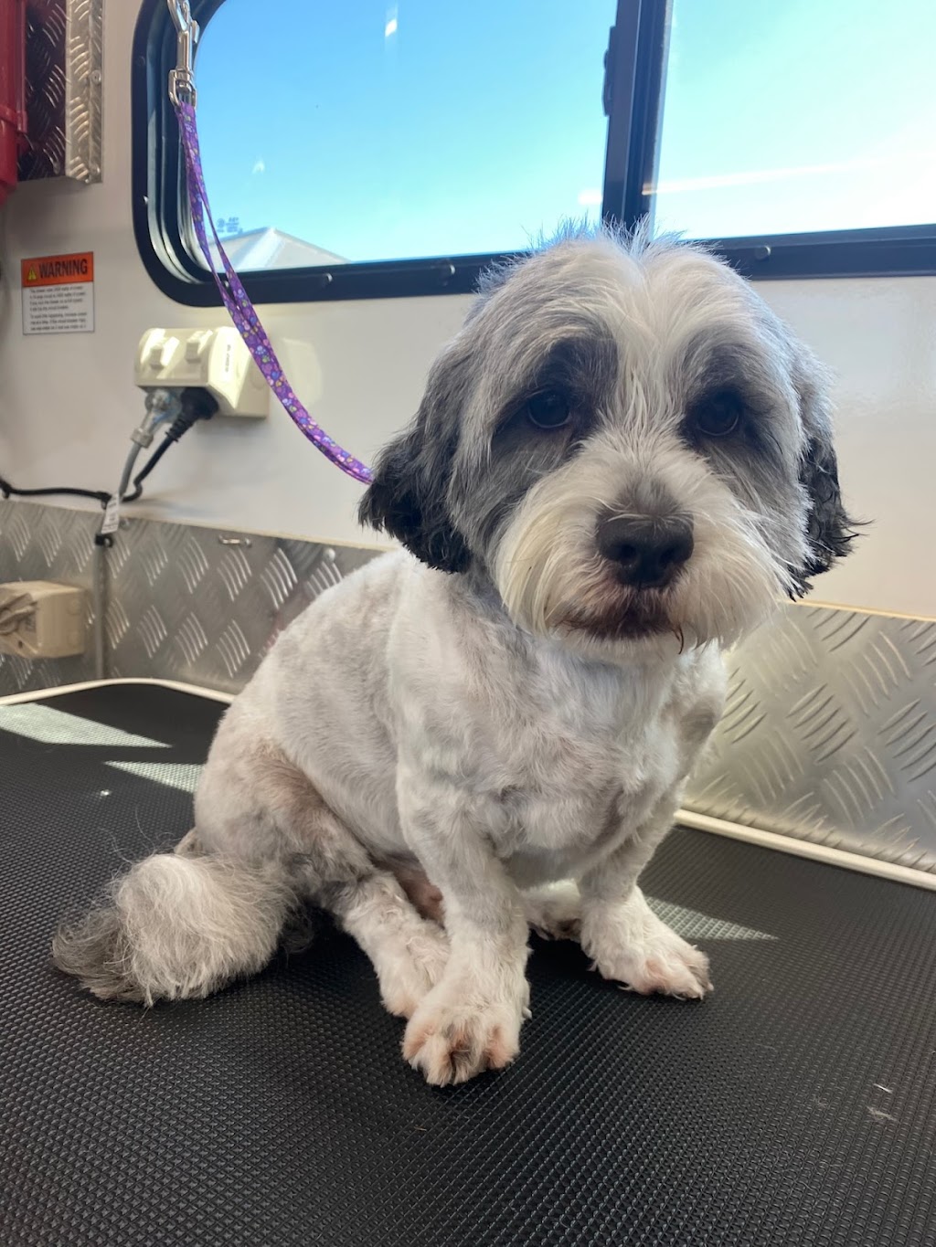The Happy Groomer | 1 Cedar Vale Rd, Cedar Vale QLD 4285, Australia | Phone: 0412 770 213