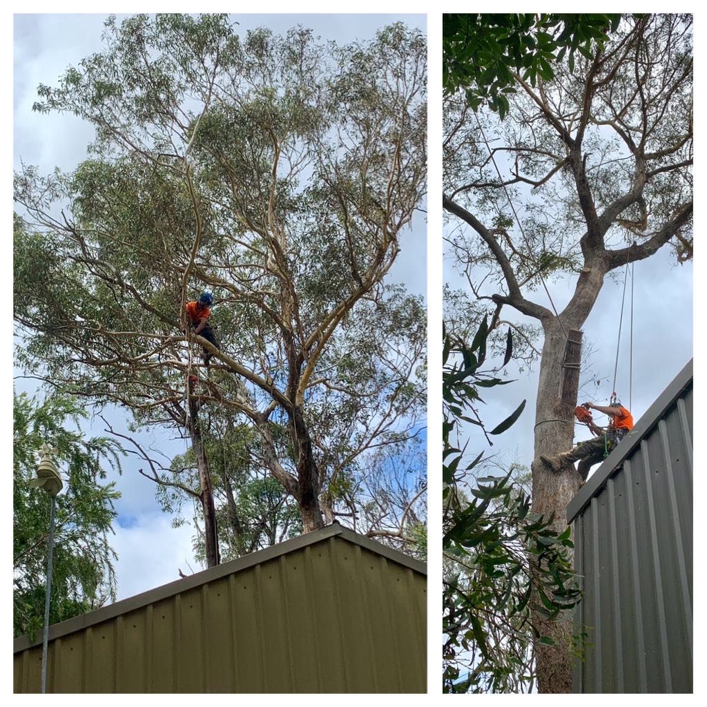 CB TREE SERVICES PTY LTD | 18 Boronia Rd, Bullaburra NSW 2784, Australia | Phone: 0458 052 658