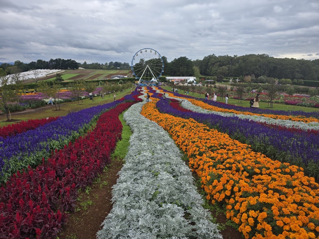 Tesselaar Kabloom Festival | 357 Monbulk Rd, Silvan VIC 3795, Australia | Phone: (03) 9737 7722
