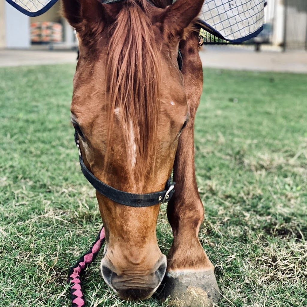 Christmas Creek Thoroughbreds |  | 847 Christmas Creek Rd, Christmas Creek QLD 4285, Australia | 0448206448 OR +61 448 206 448