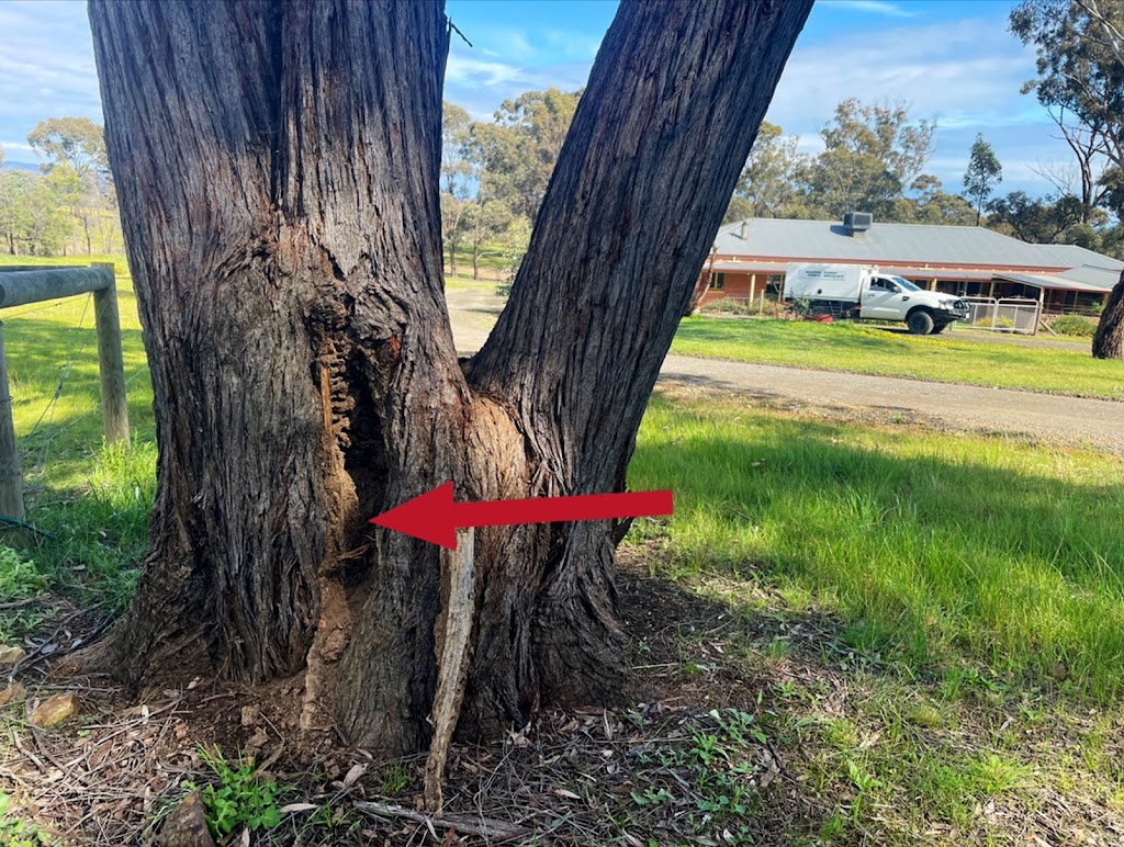 Macedon Ranges Termite Specialist Pty Ltd | 5 Rimfire Ct, New Gisborne VIC 3438, Australia | Phone: 0422 370 058