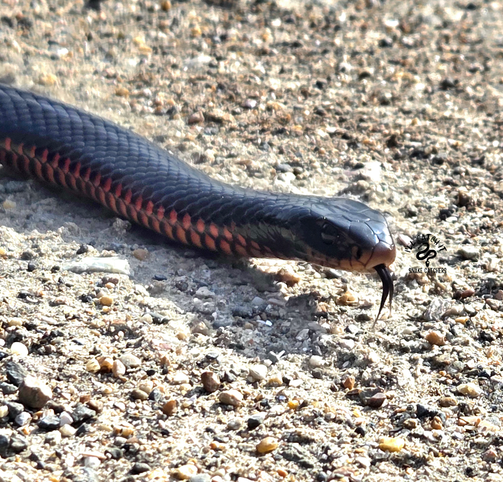 Ill Catch It Snake Catchers | 747 Dulguigan Rd, North Tumbulgum NSW 2490, Australia | Phone: 0474 280 344