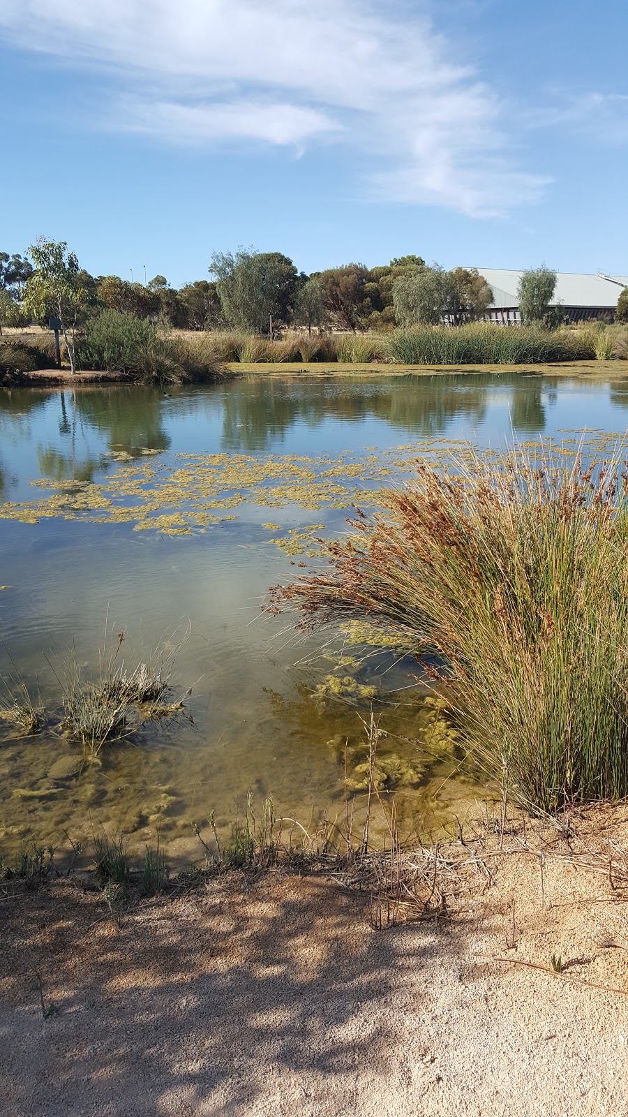 Pinnaroo Wetlands | park | 8 Mallee Hwy, Pinnaroo SA 5304, Australia