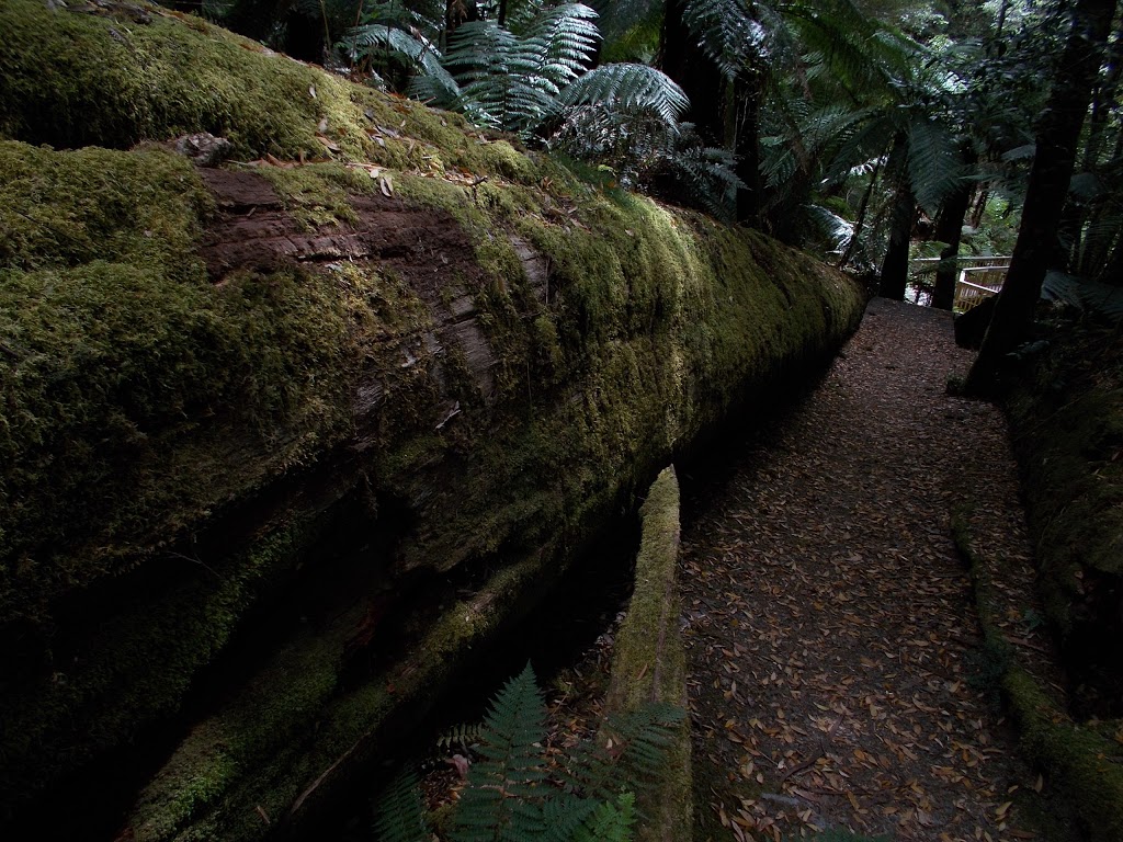 Big Tree Forest Reserve | park | Styx TAS 7140, Australia