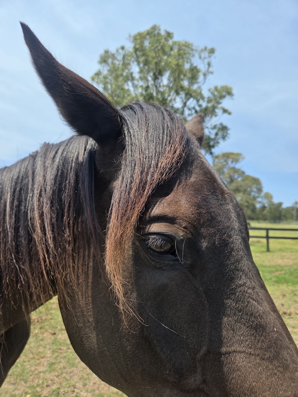 Equine Partnered Academy | 432 Fullerton Cove Rd, Fullerton Cove NSW 2318, Australia | Phone: 0409 849 436