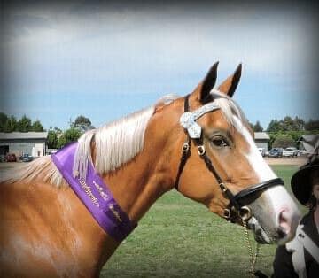 Wildwood Park Dilutes | 75 Donovans Ln, Kyneton VIC 3444, Australia | Phone: 0417 453 530