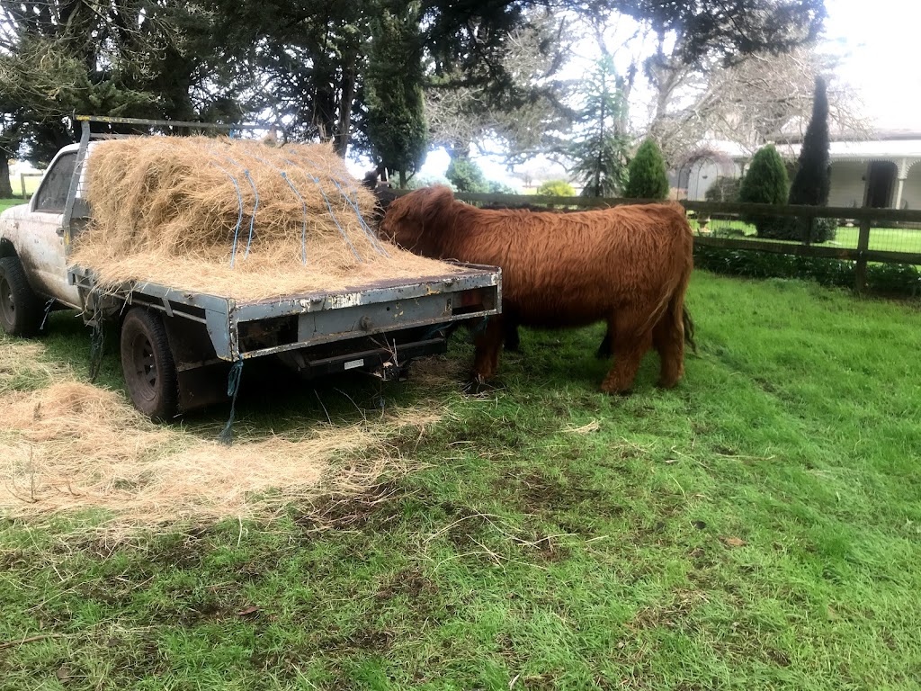 Poll Highland Cattle | food | 196 Lesters Rd, Bungaree VIC 3352, Australia | 0419140622 OR +61 419 140 622