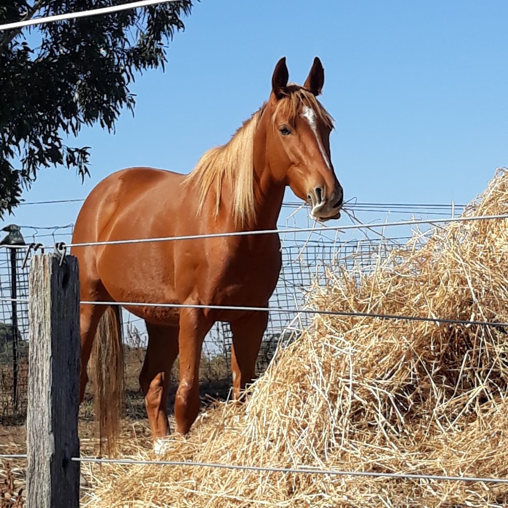 Crestwood Welsh Ponies | 81 Doctors Gully Rd, Doreen VIC 3754, Australia | Phone: (03) 9717 1655