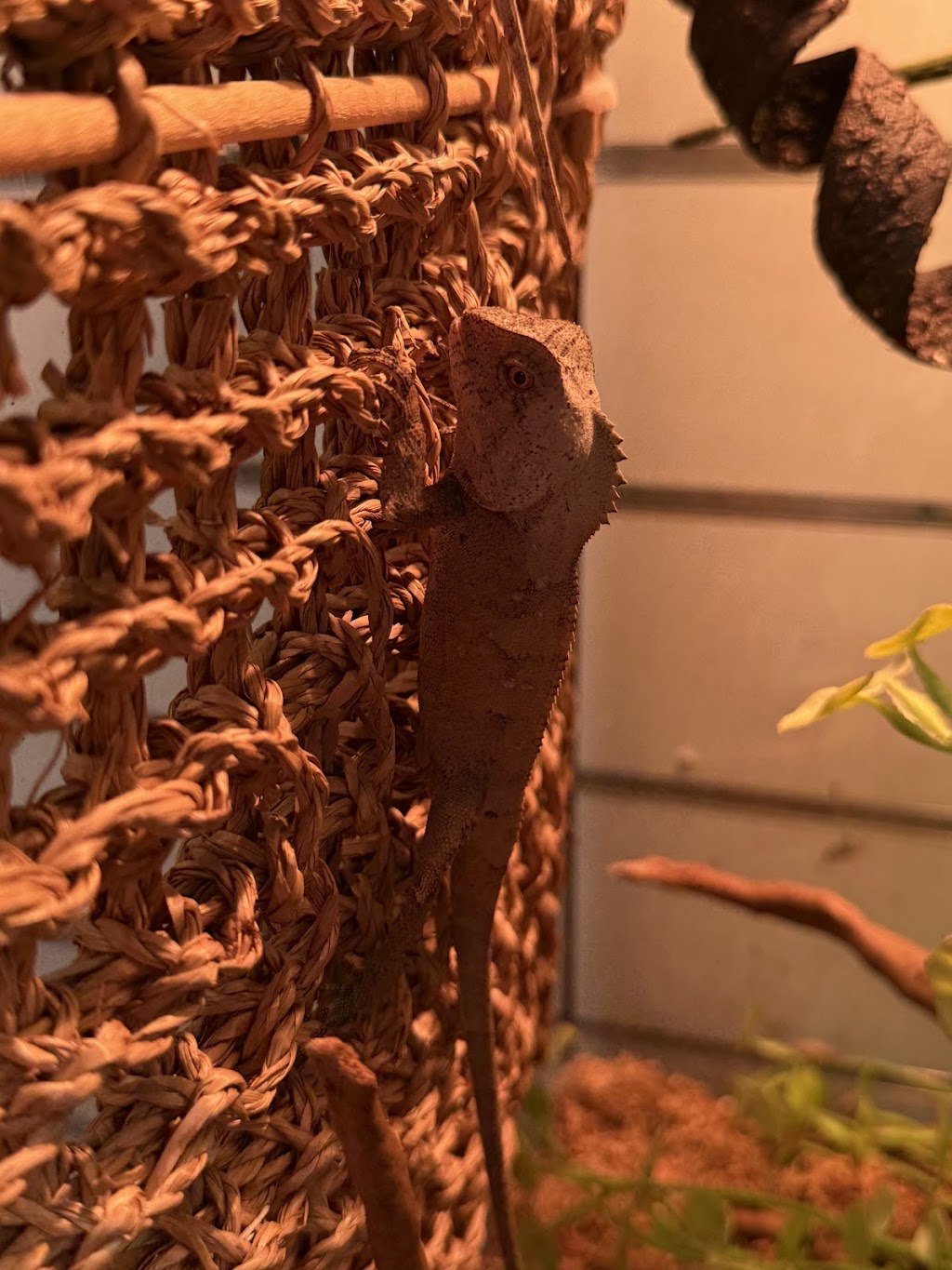 Totally Reptiles Vic Central | Unit 3/12 Lockwood Rd, Kangaroo Flat VIC 3555, Australia | Phone: (03) 5441 5870