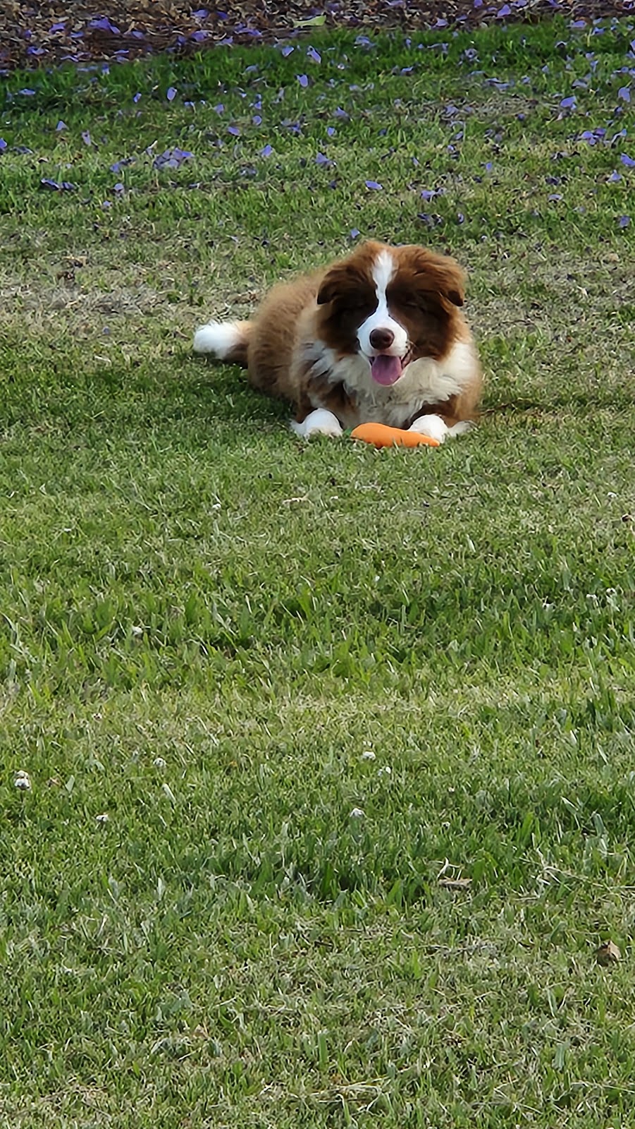 Bordermeade Border Collies | S W Rocks Rd, Kinchela NSW 2440, Australia | Phone: 0474 003 314