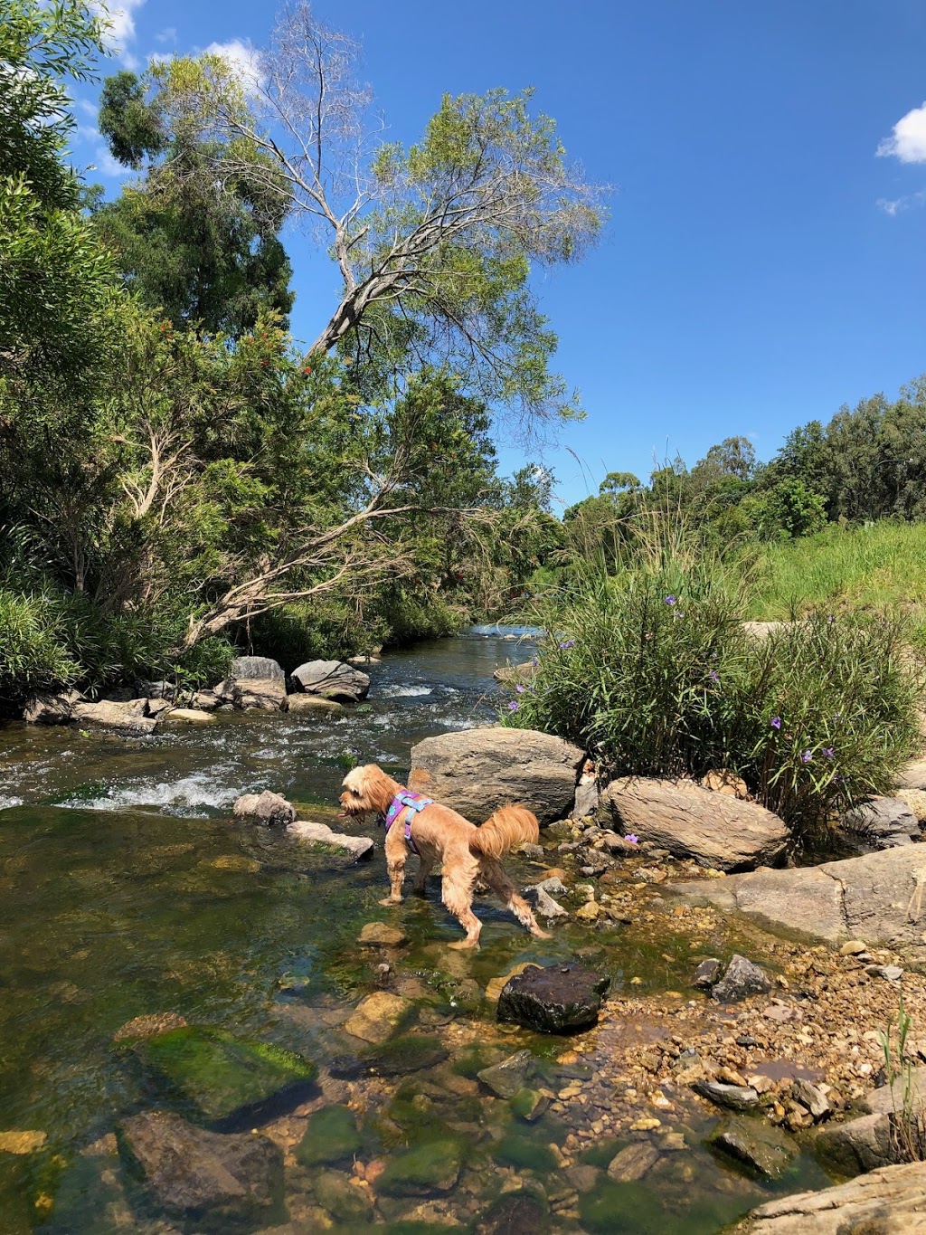 Kedron Brook Dog Walk | Wavell Heights QLD 4012, Australia