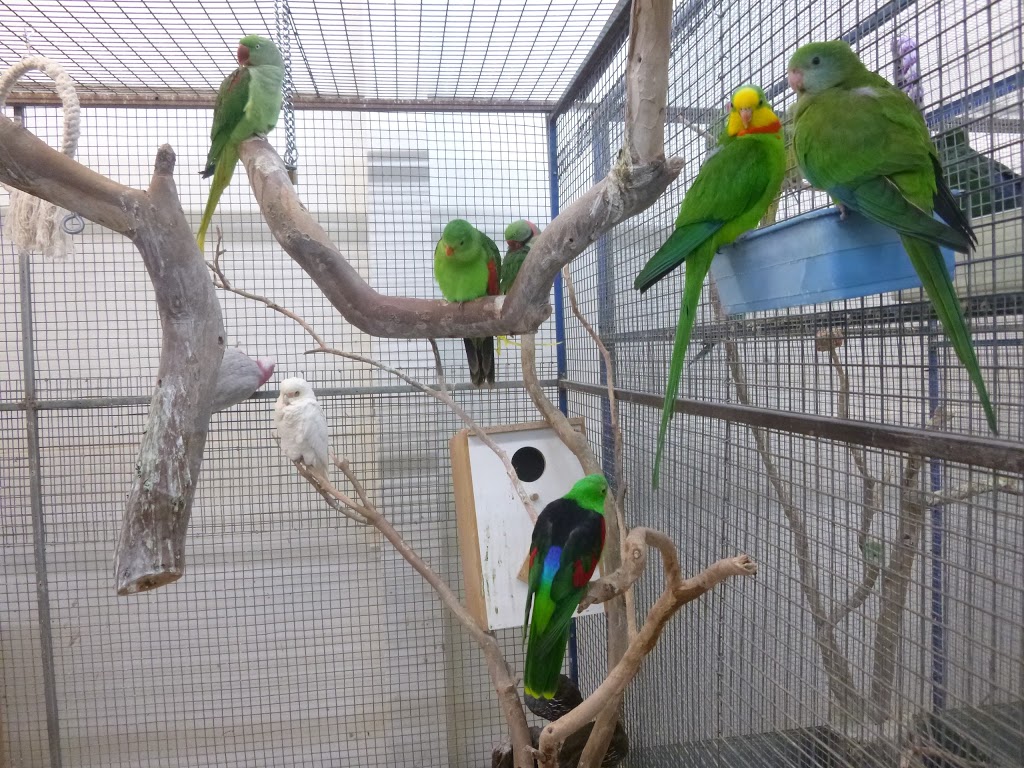 Bird City | pet store | 651 High St, Preston VIC 3072, Australia | 0394704499 OR +61 3 9470 4499