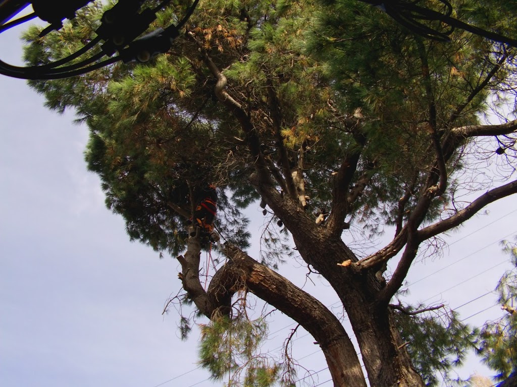 Treemania -Tree Removal & Pruning | 305 Strickland Ave, South Hobart TAS 7004, Australia | Phone: 0498 261 690