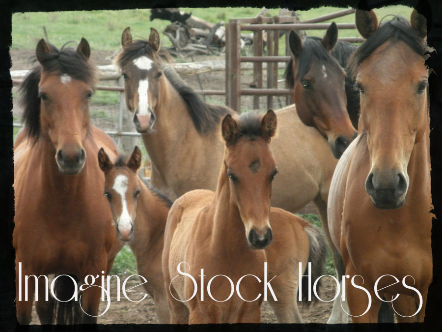 Imagine Stock Horses |  | 3112 Shannons Flat Rd, Shannons Flat NSW 2630, Australia | 0264545146 OR +61 2 6454 5146