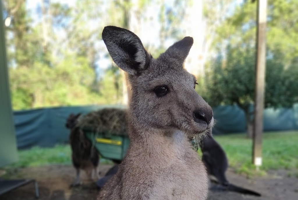 Koala Shelter | 540 Archies Track, Waterholes VIC 3875, Australia | Phone: 0447 470 905