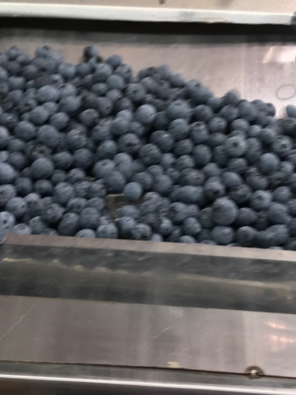 Hampton Blue Organic Blueberries |  | 83 Keys Rd, Hampton QLD 4352, Australia | 0407968069 OR +61 407 968 069