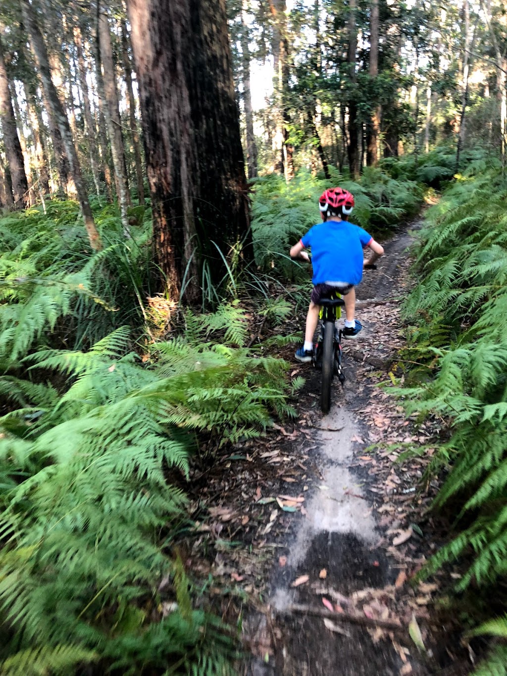 Ferny Forest MTB Trails | park | 2316 Steve Irwin Way, Landsborough QLD 4550, Australia