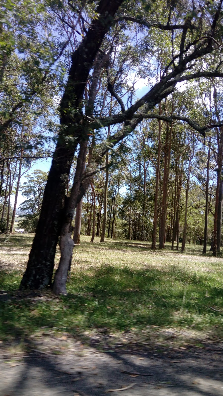 Greenhills Dog Off-Leash Area | park | 53/55 Perth Ave, East Maitland NSW 2323, Australia