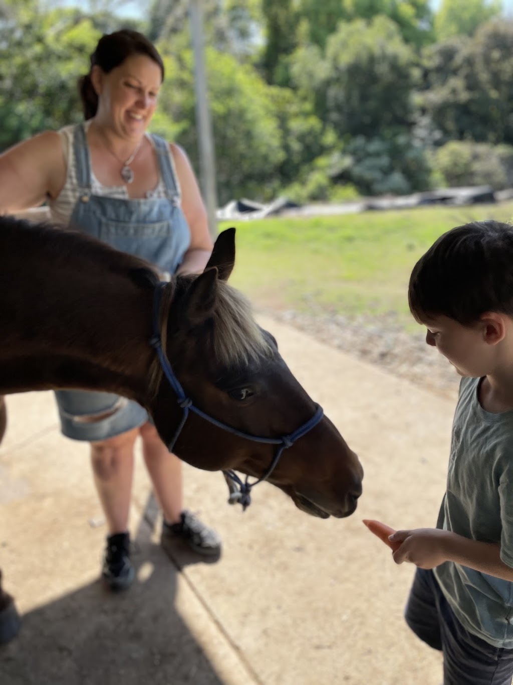 Equine Assisted Learning |  | Kureelpa Falls Rd, Kureelpa QLD 4560, Australia | 0411644313 OR +61 411 644 313