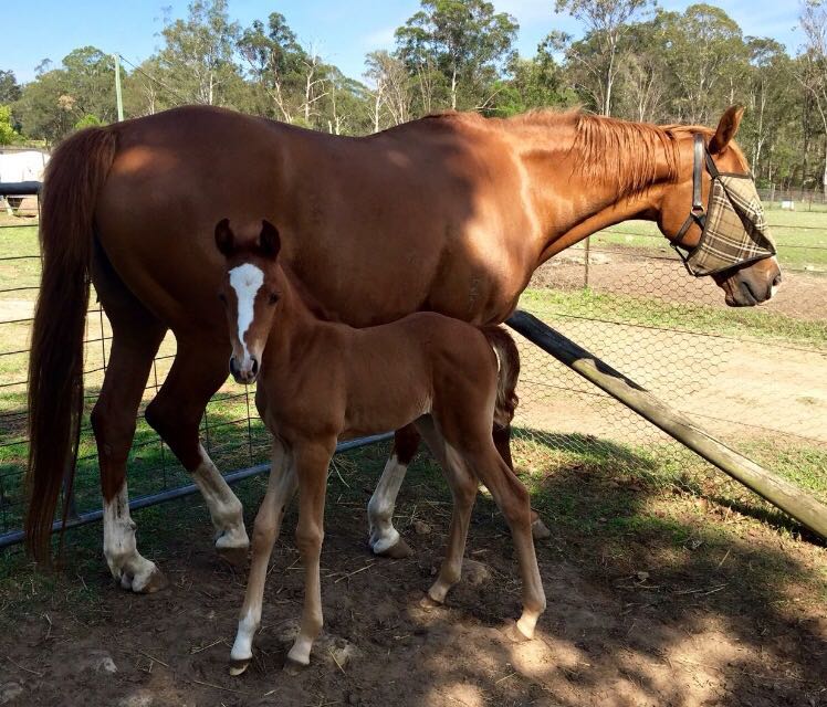 Tathren Stud and Riding School | 115 Old East Kurrajong Rd, Glossodia NSW 2756, Australia | Phone: 0409 361 690