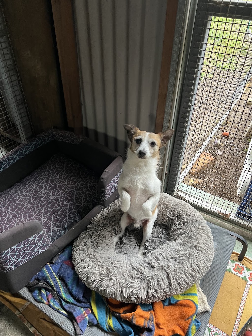 Cejs boarding kennels and cattery | 3409 Nelson Bay Rd, Bobs Farm NSW 2316, Australia | Phone: 0434 230 292